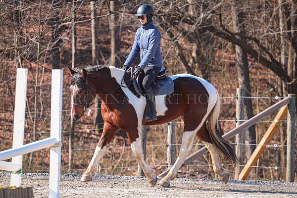 kid-safe-friesian-horse