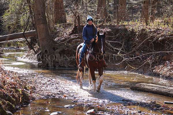 flashy-friesian-horse