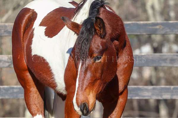 parade-friesian-horse