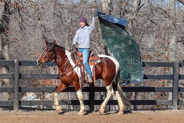 lesson-friesian-horse