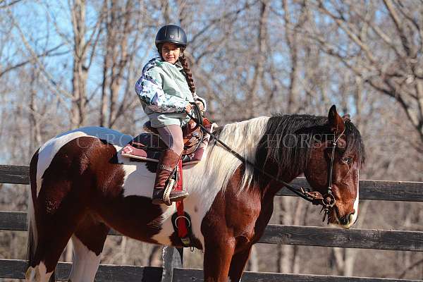 ridden-english-friesian-horse