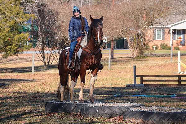 performance-friesian-horse