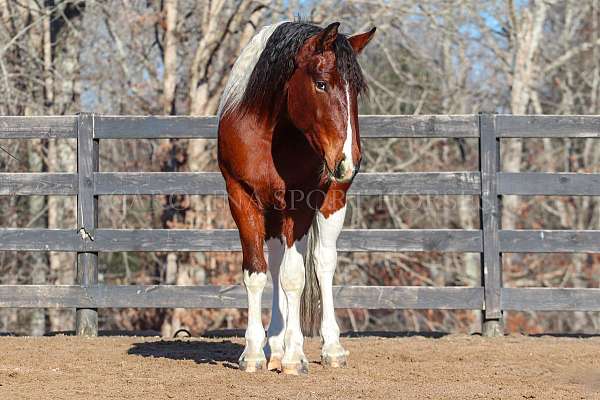 roping-friesian-horse