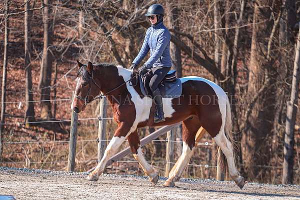 trail-riding-friesian-horse