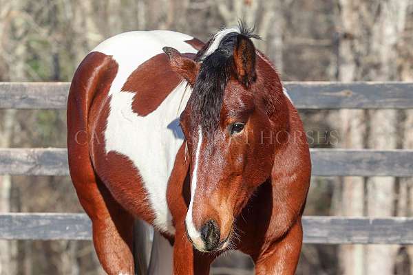 tri-color-friesian-horse