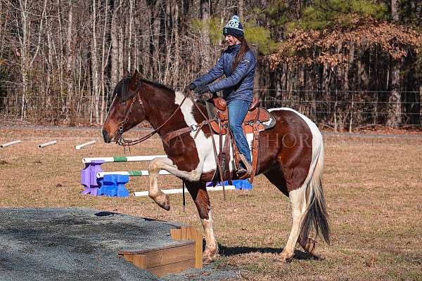 youth-friesian-horse