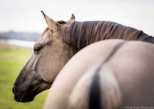 show-quarter-horse