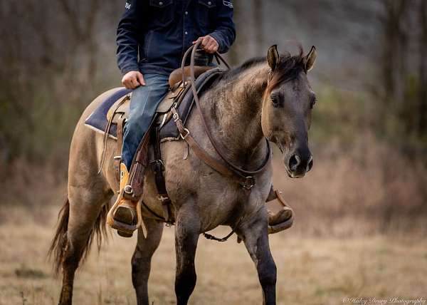 grulla-quarter-horse-gelding