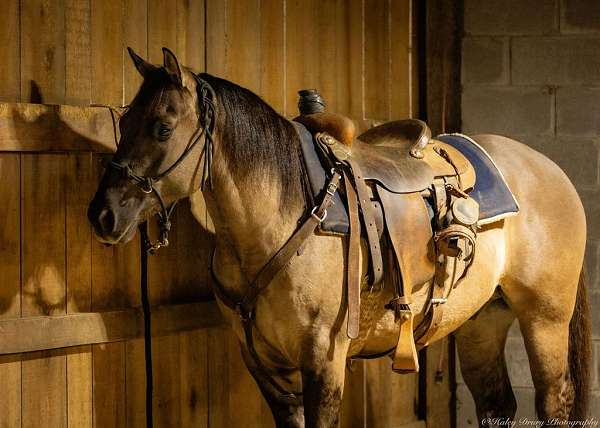 trail-riding-quarter-horse