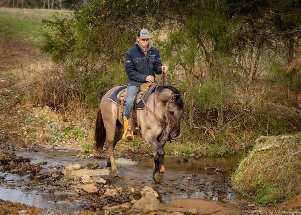 working-cattle-quarter-horse