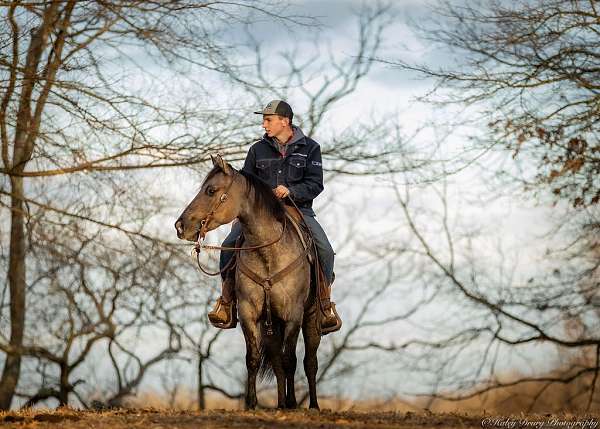 grulla-all-around-horse