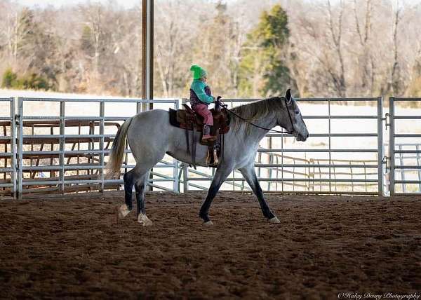 athletic-percheron-horse