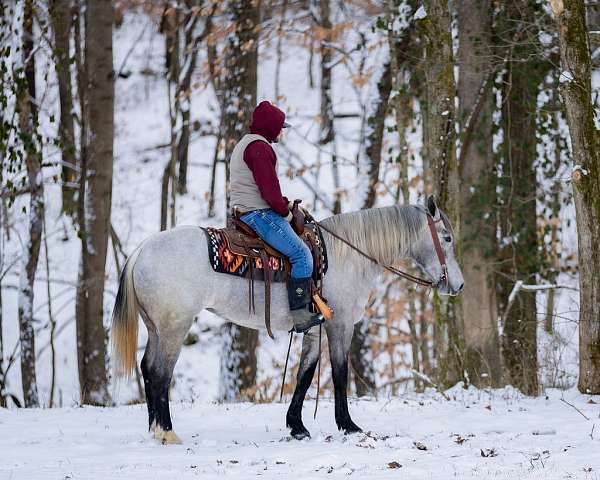 beginner-percheron-horse