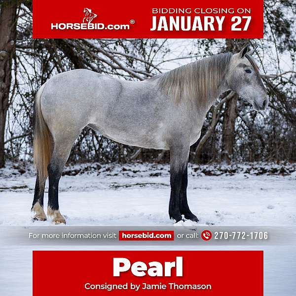 all-around-percheron-horse