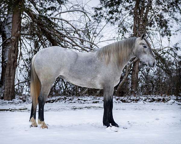 cross-percheron-horse