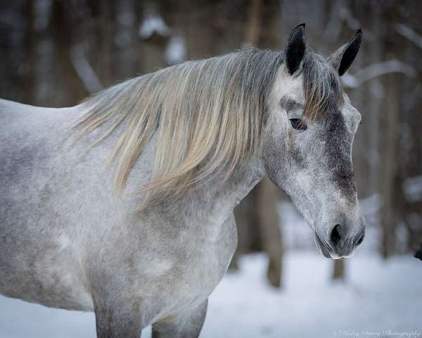 draft-percheron-horse