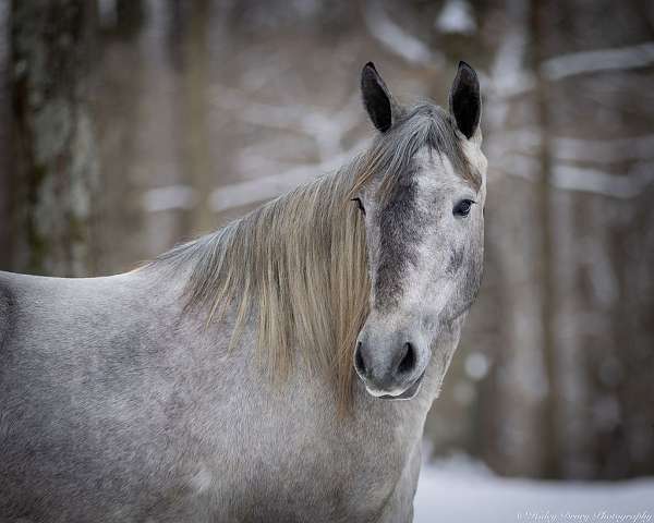 flashy-percheron-horse