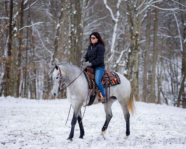 kid-safe-percheron-horse