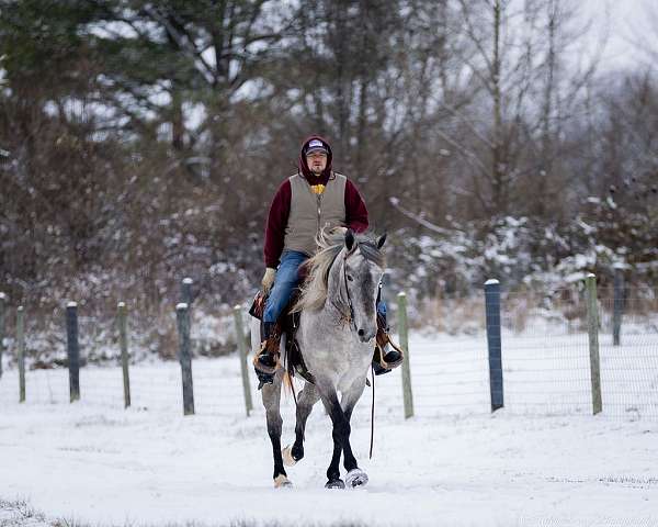 parade-percheron-horse