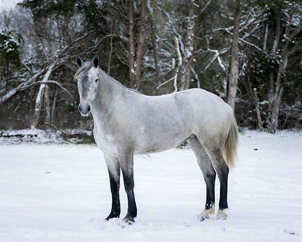 performance-percheron-horse