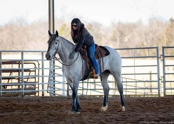 ridden-english-percheron-horse