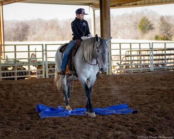 ridden-western-percheron-horse