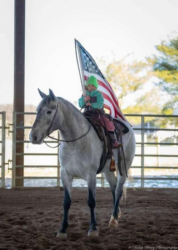 show-percheron-horse