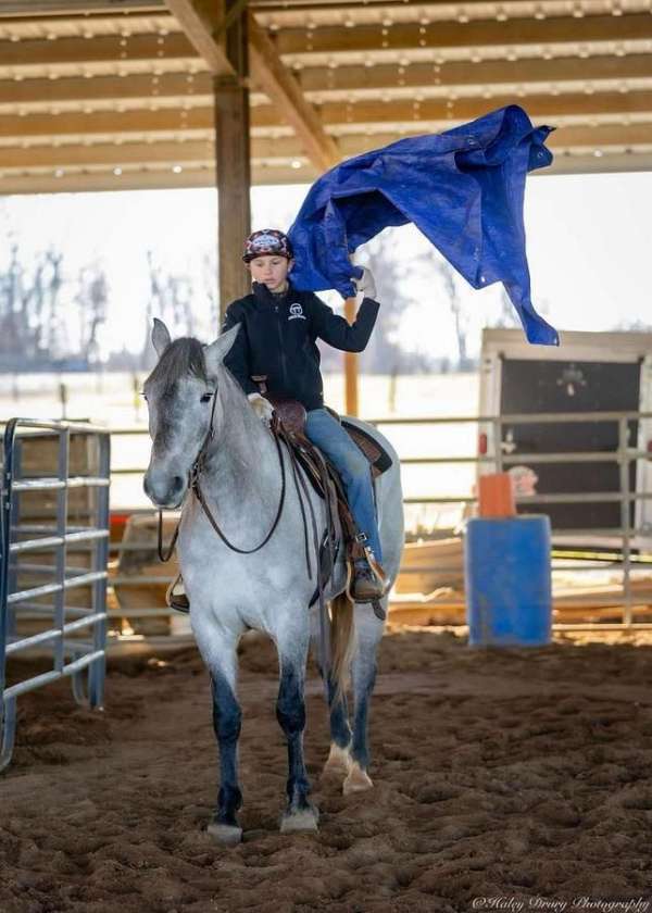 trail-riding-percheron-horse