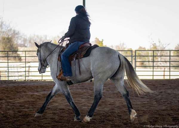 youth-percheron-horse