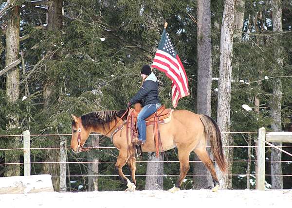 athletic-quarter-horse