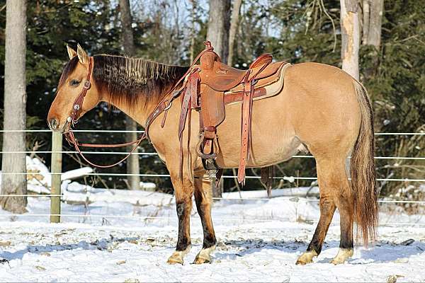 ranch-versatility-quarter-horse