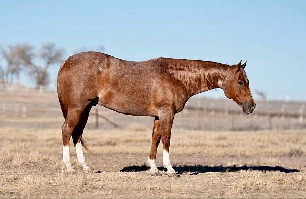 athletic-quarter-horse