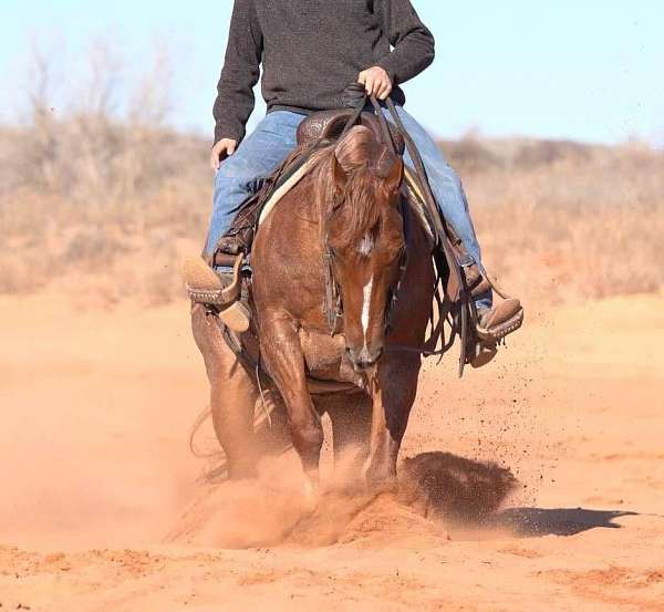 calf-roping-quarter-horse