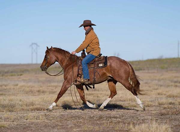 flashy-quarter-horse