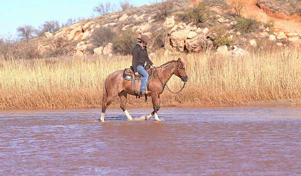 husband-safe-quarter-horse