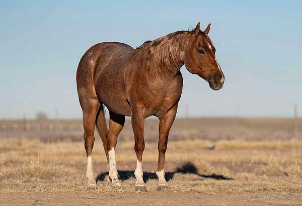 performance-quarter-horse