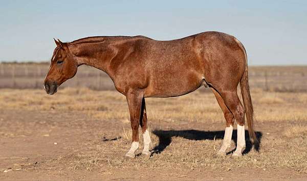 ranch-versatility-quarter-horse