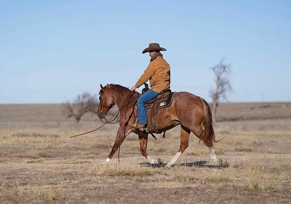 rodeo-quarter-horse