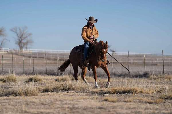 roping-quarter-horse