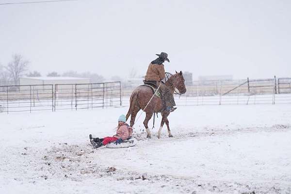 show-quarter-horse