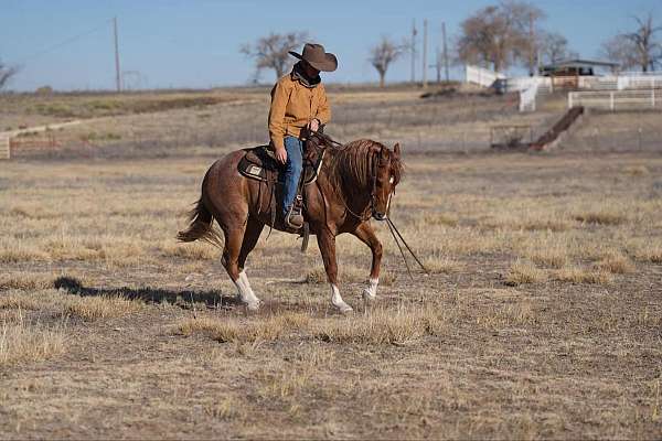 team-penning-quarter-horse