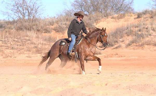 trail-riding-quarter-horse