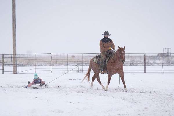 western-riding-quarter-horse