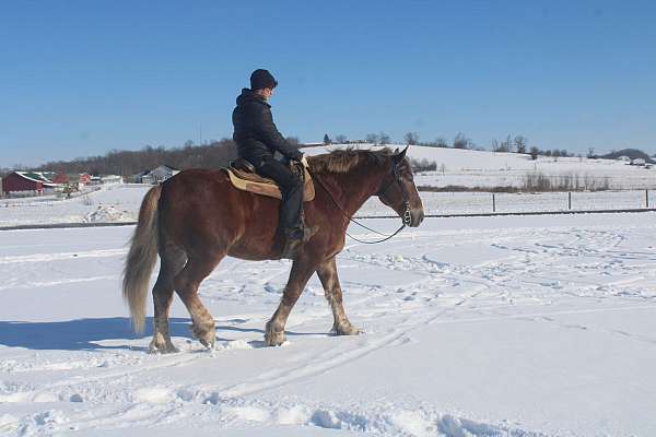 white-strip-horse