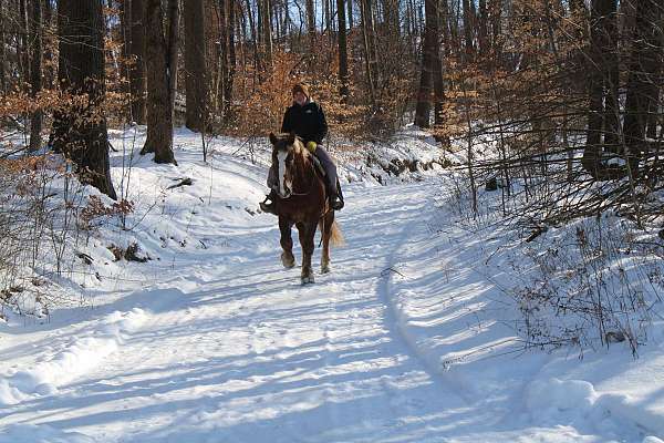 cross-draft-horse