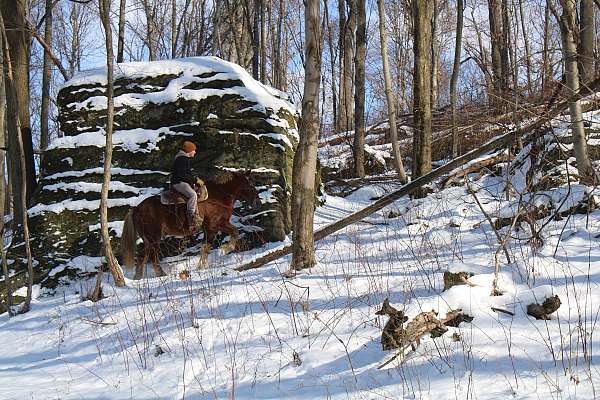 driving-draft-horse