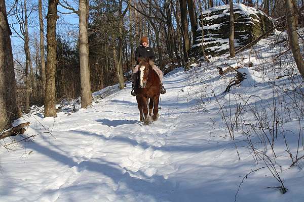 draft-horse