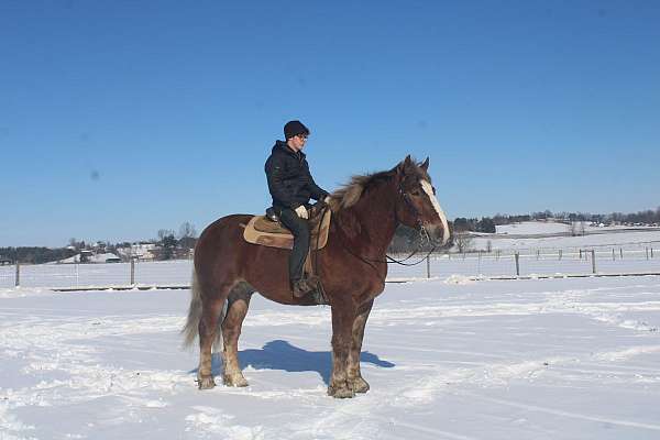 flashy-draft-horse