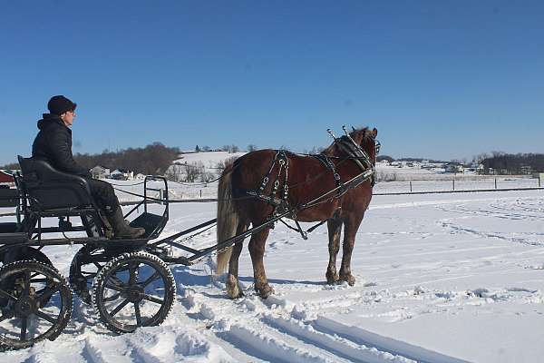 pleasure-driving-draft-horse