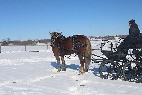 trail-draft-horse